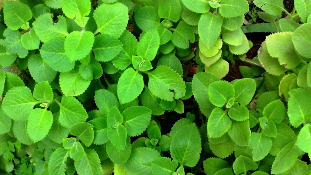 ajwain leaves for sugar control