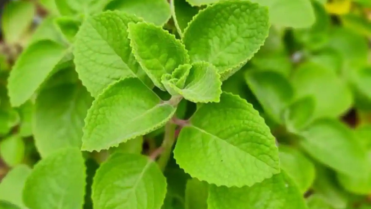 ajwain leaves for sugar control