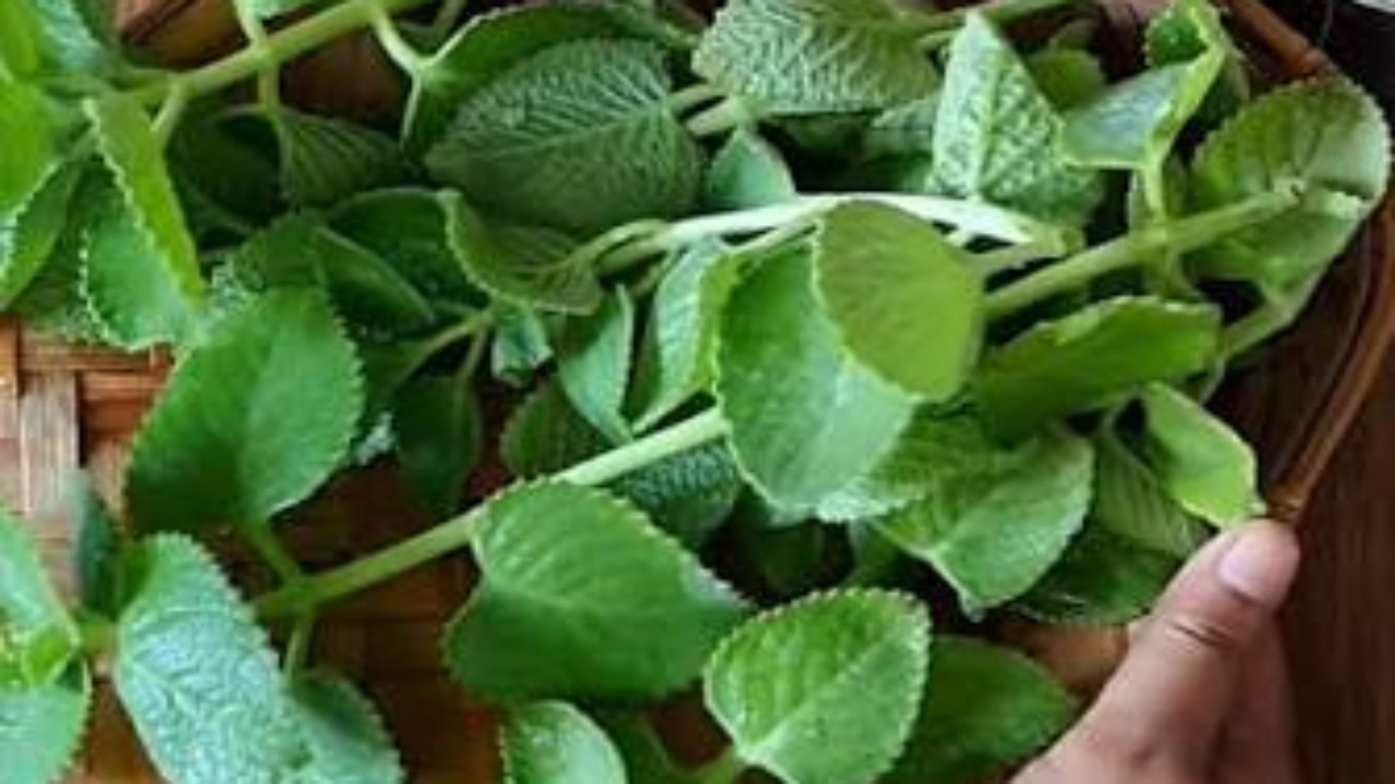 ajwain leaves for sugar control