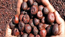 Arecanut Price: ರಾಜ್ಯದ ಯಾವ್ಯಾವ ಮಾರುಕಟ್ಟೆಯಲ್ಲಿ ಅಡಿಕೆ ಧಾರಣೆ ಎಷ್ಟಿದೆ? ಇಲ್ಲಿದೆ ಸಂಪೂರ್ಣ ದರಪಟ್ಟಿ