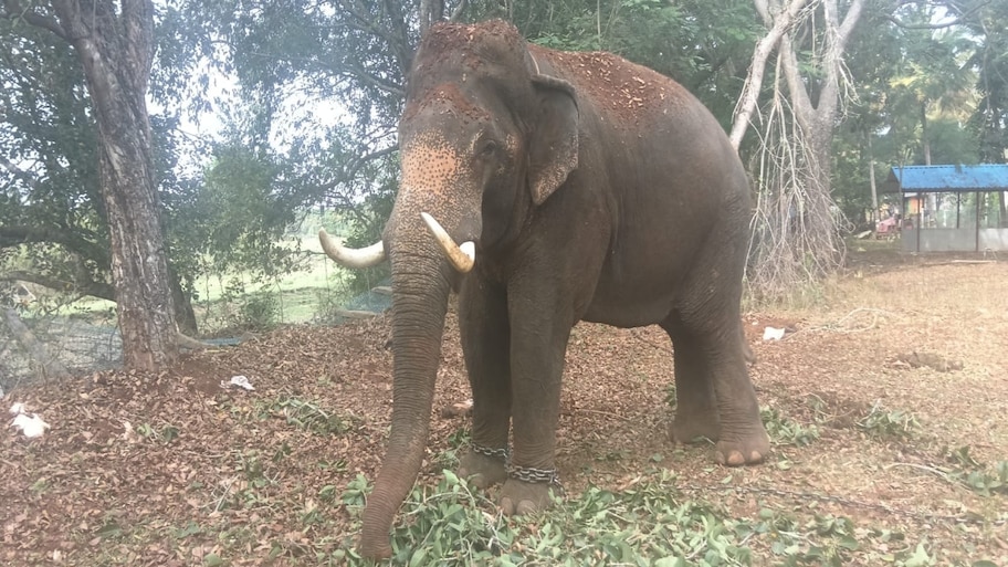 ನರಭಕ್ಷಕ ಹುಲಿ ಸೆರೆಗೆ ಗಜಪಡೆ ಎಂಟ್ರಿ: ಬಡಗಲಪುರದಲ್ಲಿ ಕಂಜನ್-ಈಶ್ವರನಿಂದ ಟೈಗರ್ ಕೂಂಬಿಂಗ್