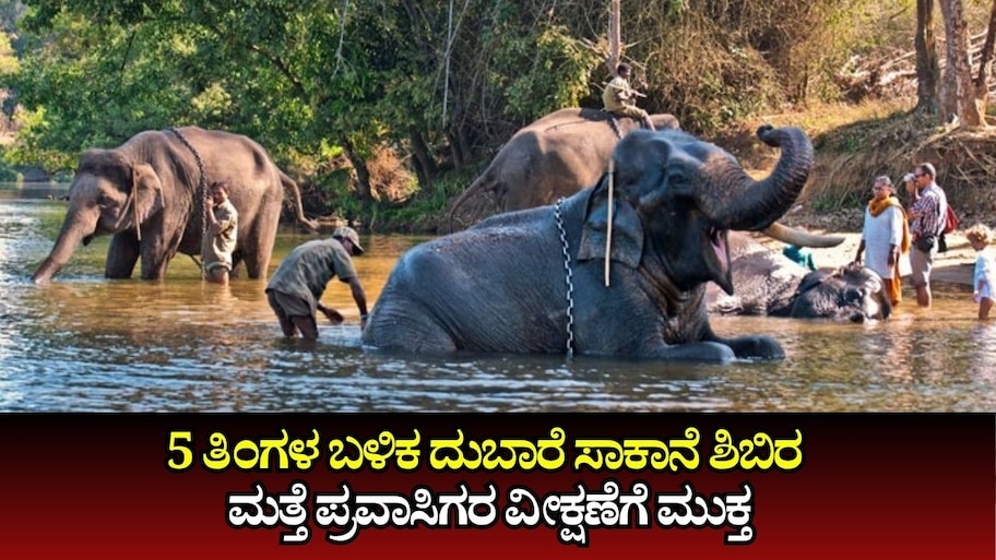 5 ತಿಂಗಳ ಬಳಿಕ ಕೊಡಗಿನ ಪ್ರಸಿದ್ಧ ದುಬಾರೆ ಸಾಕಾನೆ ಶಿಬಿರ ಮತ್ತೆ ಪ್ರವಾಸಿಗರ ವೀಕ್ಷಣೆಗೆ ಮುಕ್ತ