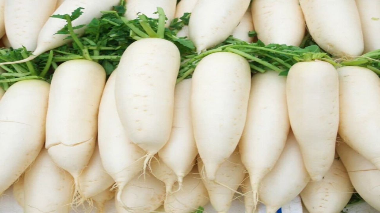  radish