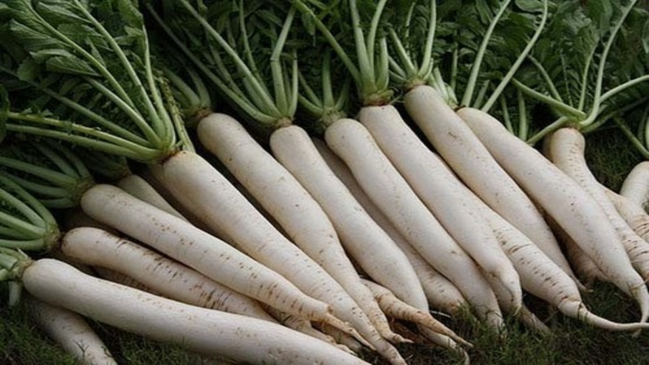  radish