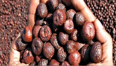 Arecanut Price: ರಾಜ್ಯದ ಮಾರುಕಟ್ಟೆಯಲ್ಲಿ ಅಡಿಕೆ ದರ ಭರ್ಜರಿ ಏರಿಕೆ! ಇಂದಿನ ದರಪಟ್ಟಿ ಇಲ್ಲಿದೆ