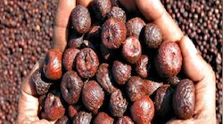 Arecanut Price: ರಾಜ್ಯದ ಮಾರುಕಟ್ಟೆಯಲ್ಲಿ ಅಡಿಕೆ ದರ ಭರ್ಜರಿ ಏರಿಕೆ! ಇಂದಿನ ದರಪಟ್ಟಿ ಇಲ್ಲಿದೆ