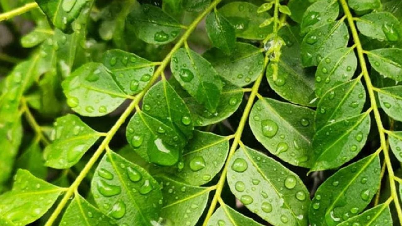 Home Remedy for Weight Loss