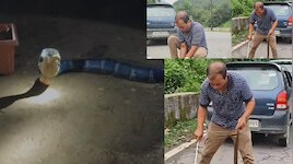 ಸಾವು ಬದುಕಿನ ನಡುವೆ ಹೋರಾಡಿದ ಕಾಳಿಂಗ ಸರ್ಪ ರಕ್ಷಣೆ