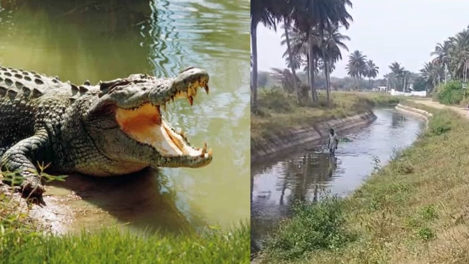 ನಾಲೆಯಲ್ಲಿ ಈಜಲು ಹೋದ ಬಾಲಕನ ಮೇಲೆ ಮೊಸಳೆ ದಾಳಿ... ಬಾಲಕನಿಗೆ ಗಂಭೀರ ಗಾಯ, ಆಸ್ಪತ್ರೆಗೆ ದಾಖಲು
