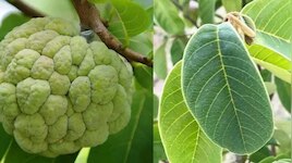 ಹಣ್ಣು ಮಾತ್ರವಲ್ಲ, ಎಲೆಗಳೂ ಸೂಪರ್! ಸೀತಾಫಲದ ಎಲೆಗಳಲ್ಲಿರುವ ಆರೋಗ್ಯಕಾರಿ ಗುಣಗಳೇನು?