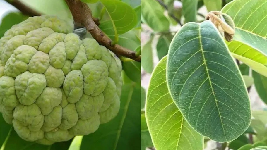 ಹಣ್ಣು ಮಾತ್ರವಲ್ಲ, ಎಲೆಗಳೂ ಸೂಪರ್! ಸೀತಾಫಲದ ಎಲೆಗಳಲ್ಲಿರುವ ಆರೋಗ್ಯಕಾರಿ ಗುಣಗಳೇನು?