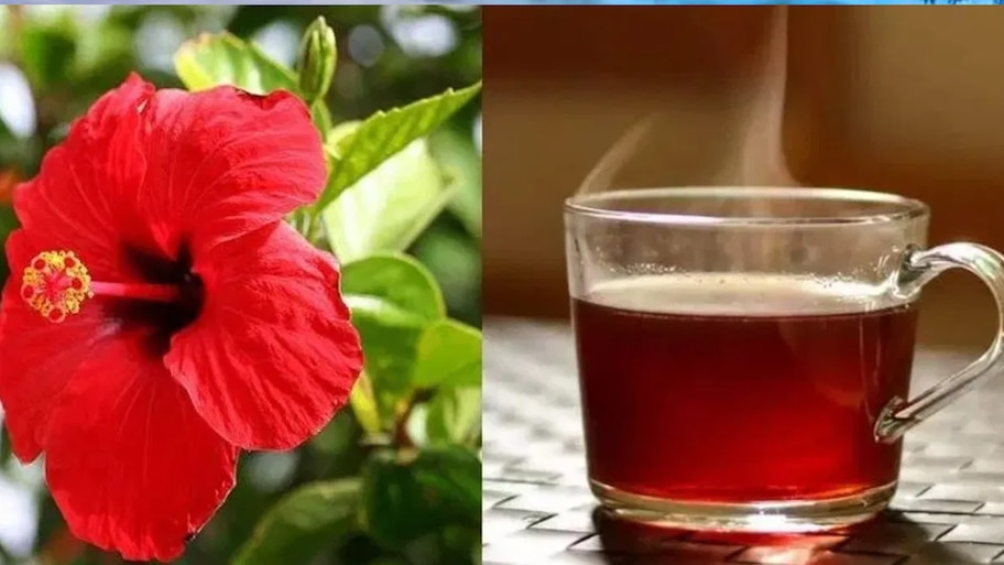 ಮನೆಯಲ್ಲಿರುವ ದಾಸವಾಳದ ಹೂವನ್ನು ಕಡೆಗಣಿಸಬೇಡಿ.. ಇದರ ಅದ್ಭುತ ಆರೋಗ್ಯ ಪ್ರಯೋಜನಗಳು ನಿಮಗೆ ಗೊತ್ತಾ?
