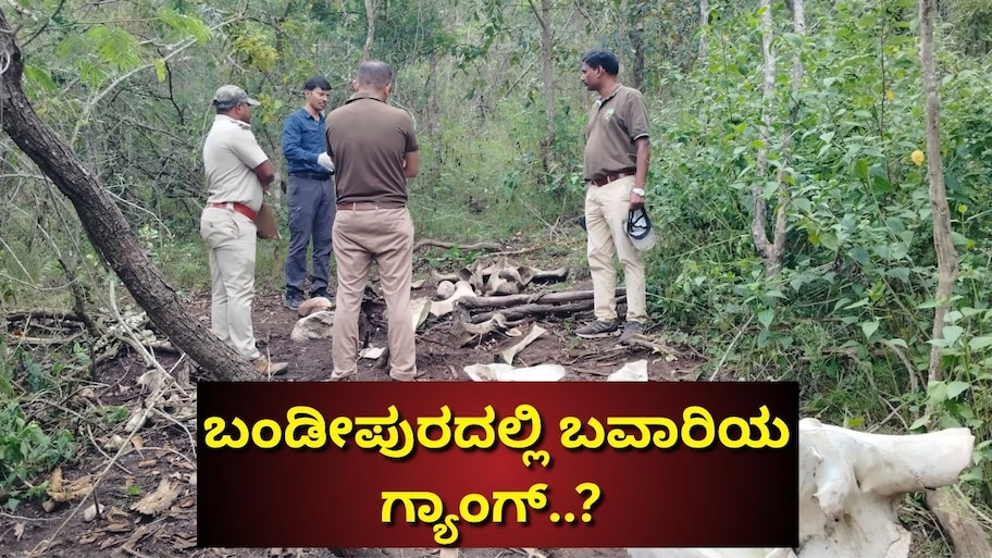 ಬಂಡೀಪುರದಲ್ಲಿ ಬವಾರಿಯ ಗ್ಯಾಂಗ್..? ಉರುಳಿಗೆ ಹುಲಿ ಬಲಿ- ಕಾಡಾನೆ ದಂತ ನಾಪತ್ತೆ