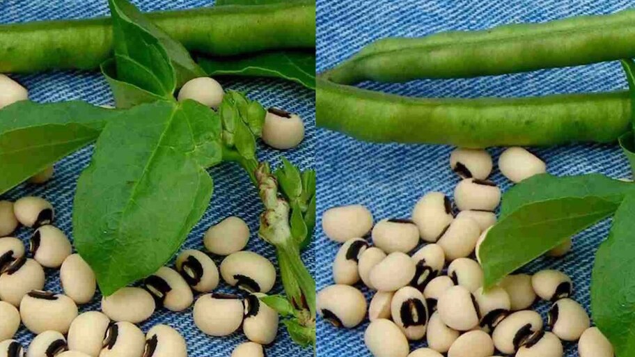 ಮೂಳೆ ದ್ರವ್ಯರಾಶಿಯನ್ನು ಹೆಚ್ಚಿಸಲು ಇದು ಅತ್ಯಂತ ಶಕ್ತಿಶಾಲಿ ಆಹಾರವಾಗಿದೆ.