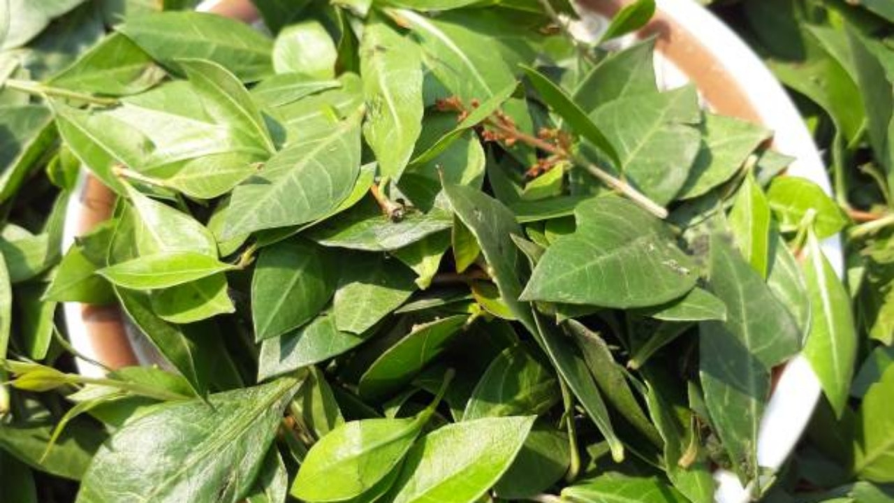 henna leaves to darken hair