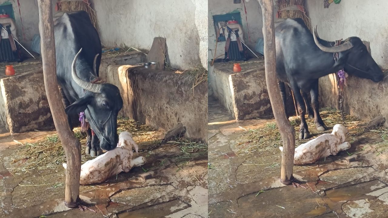 Buffalo give birth to White bull calf