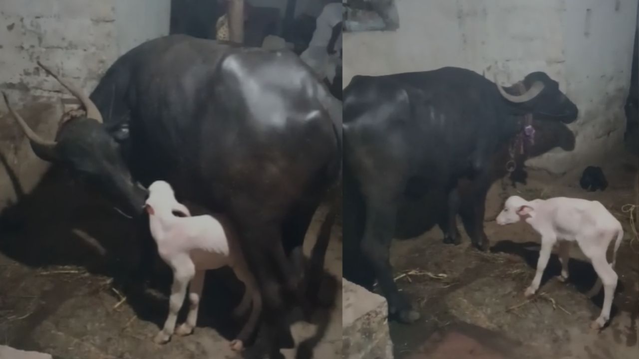 Buffalo give birth to White bull calf