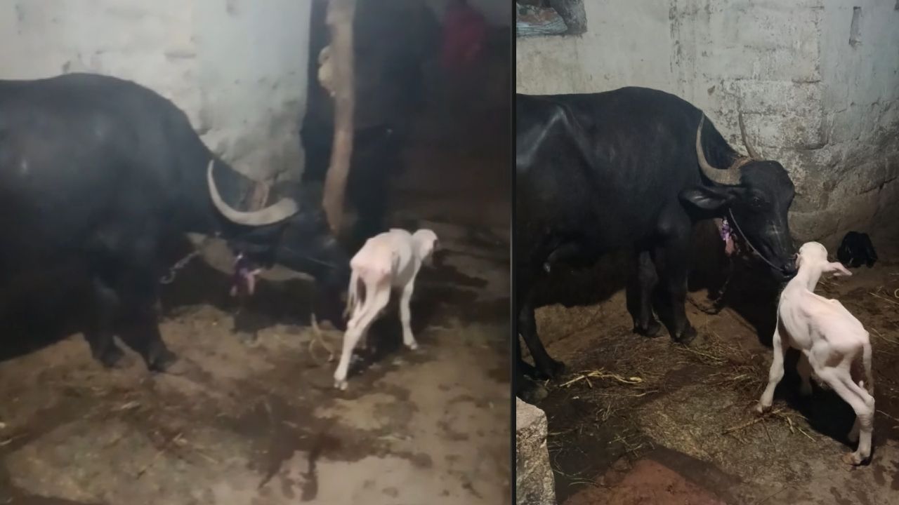 Buffalo give birth to White bull calf