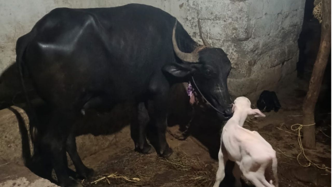 Buffalo give birth to White bull calf