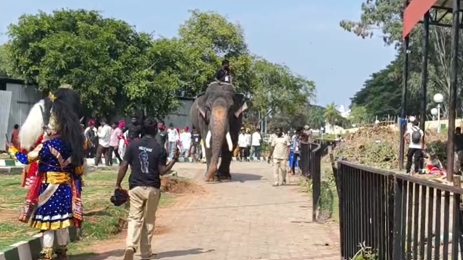 ಚಿನ್ನದ ಅಂಬಾರಿ ಹೊರುವ ಪ್ರಶಾಂತ ಆನೆಗೆ ವಿಶೇಷ ಮಜ್ಜನ, ಆರೈಕೆ