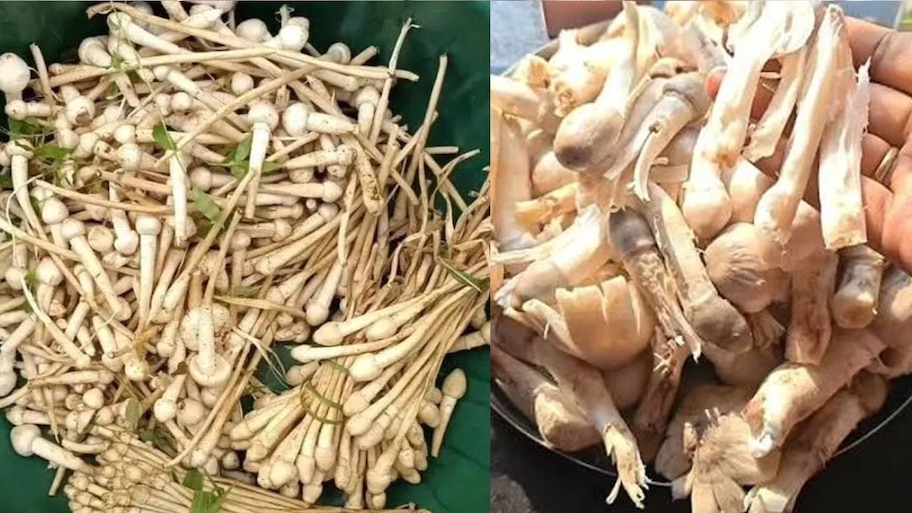 ಕೋಳಿ, ಕುರಿ ಮಾಂಸಕ್ಕಿಂತಲೂ ಉತ್ತಮ ಈ ಕಾಡು ತರಕಾರಿ! ಆರೋಗ್ಯಕ್ಕೆ ಎಷ್ಟೆಲ್ಲಾ ಲಾಭ ಗೊತ್ತಾ?