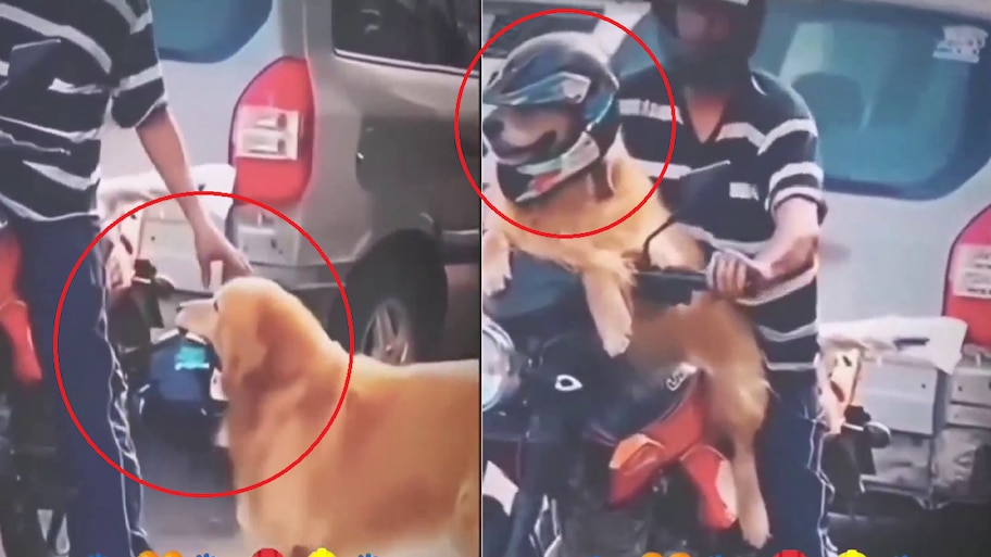 Viral Video: ಹೆಲ್ಮೆಟ್‌ ಹಾಕಿದ್ರೆ ಮಾತ್ರ ಬೈಕ್‌ ರೈಡ್‌! ಮಾಲೀಕನ ಕಂಡೀಷನ್‌ಗೆ ಶ್ವಾನ ಮಾಡಿದ್ದೇನು ನೋಡಿ