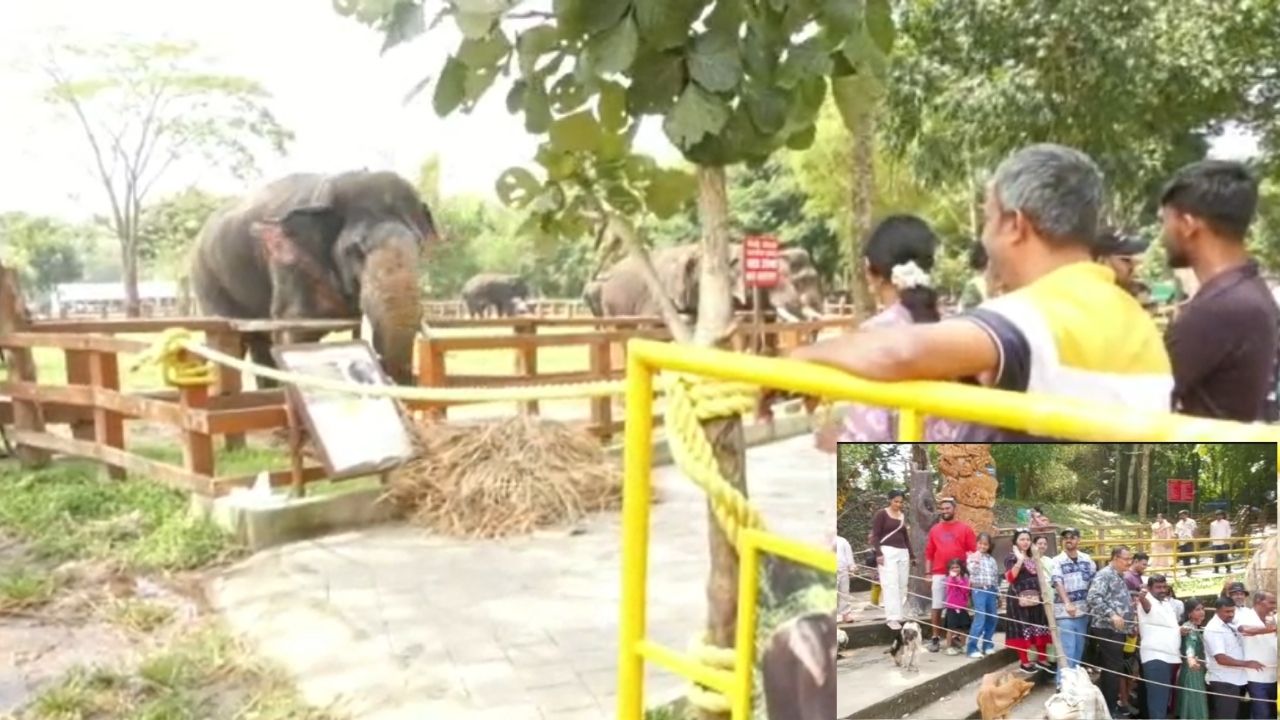Jamboo Savari Elephant Prashanta