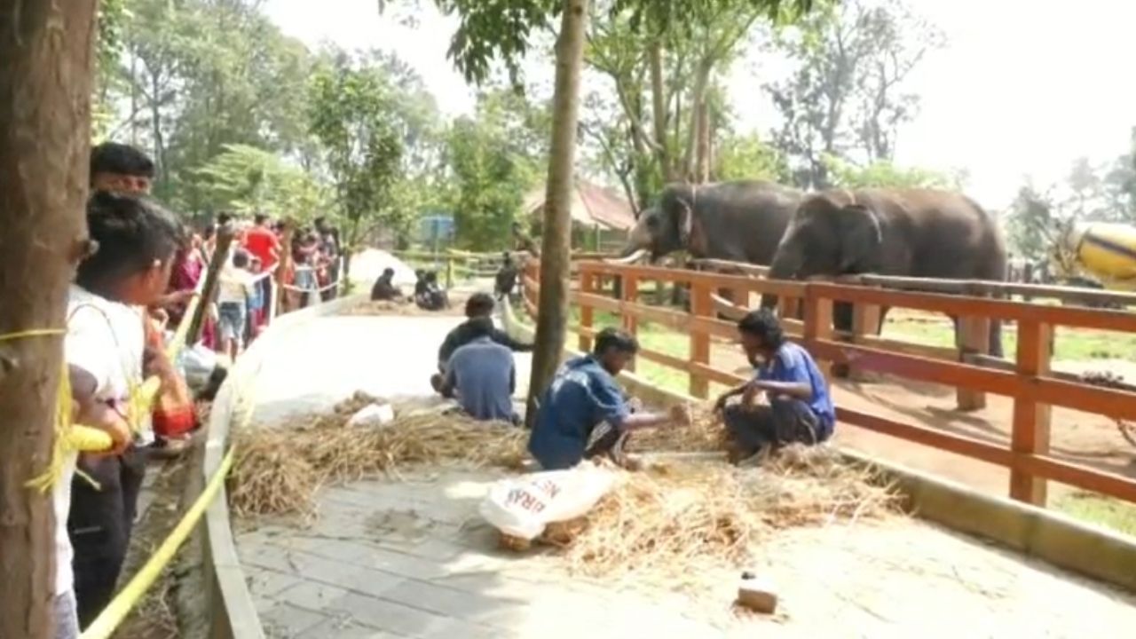 Jamboo Savari Elephant Prashanta