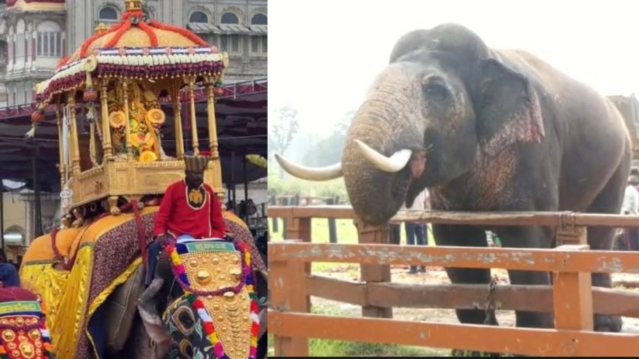 Jamboo Savari Elephant Prashanta